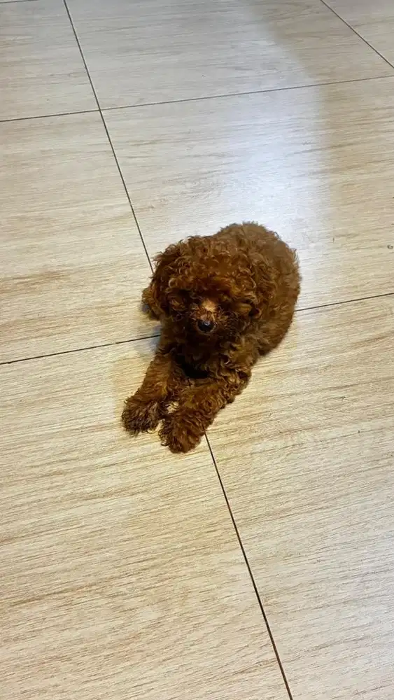 Red Toy Poodle usia 3 Bulan