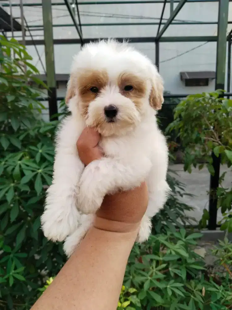 Anak anjing maltipo