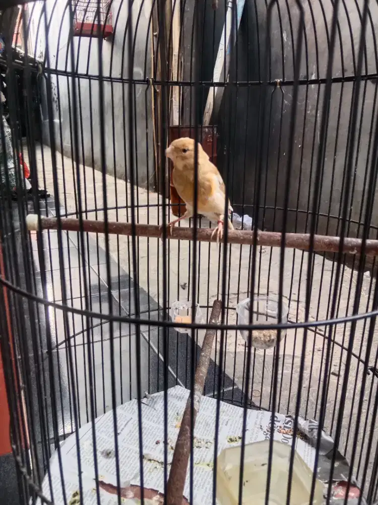 Borongan aja kenari Paud Af ( Frasmi x Fsf) ring peternak