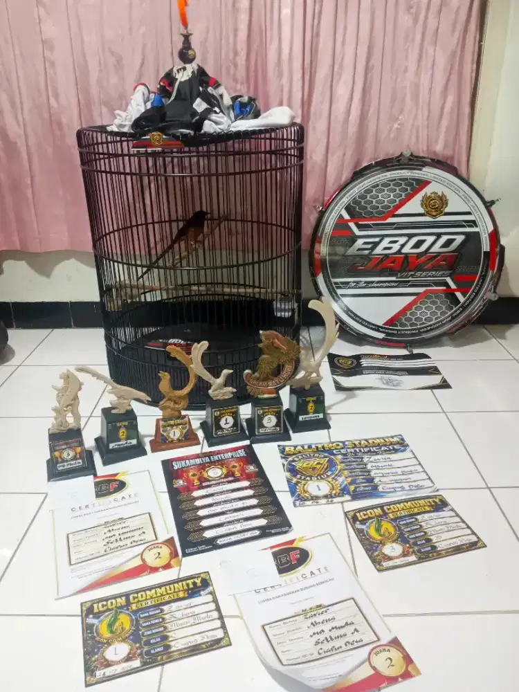 Murai balak 6 2kali mabung prestasi atas nama sendiri