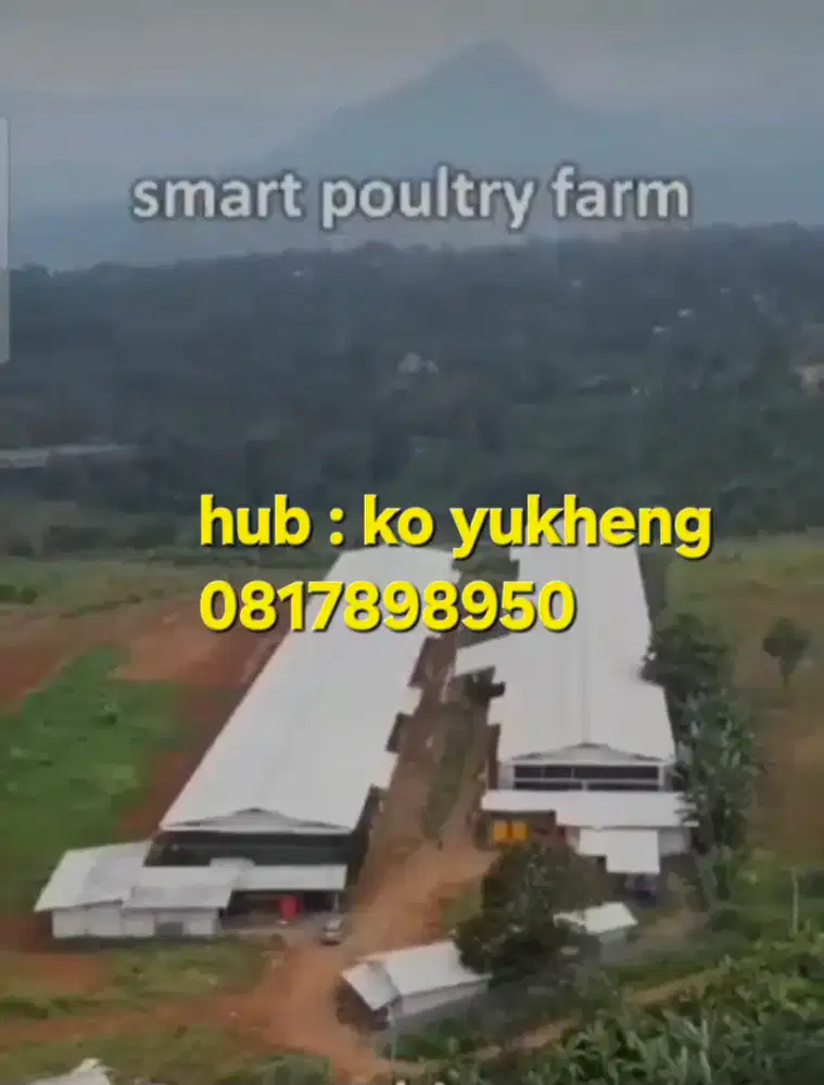 Peternakan ayam