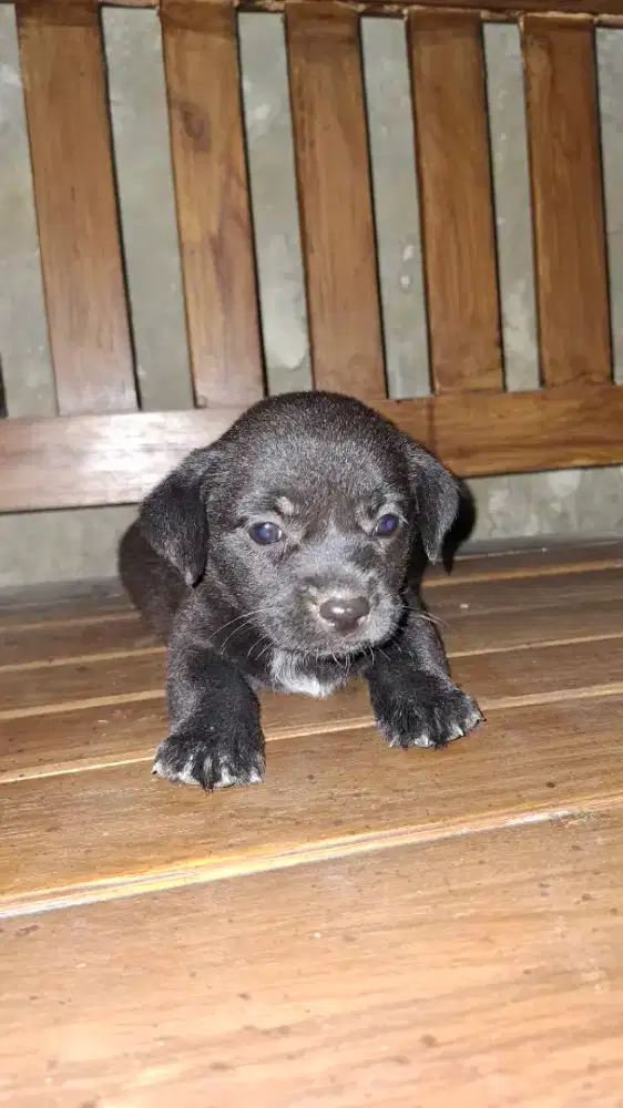 Jual anak anjing murah