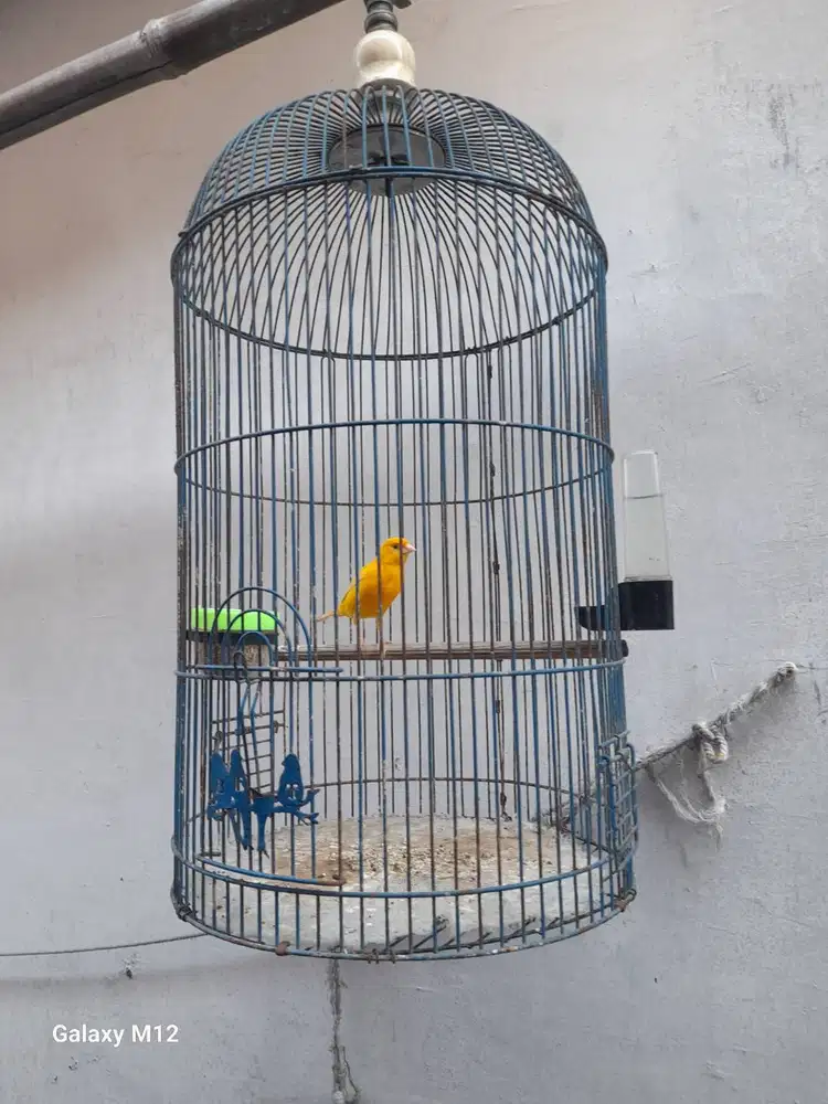 Burung kenari jantan