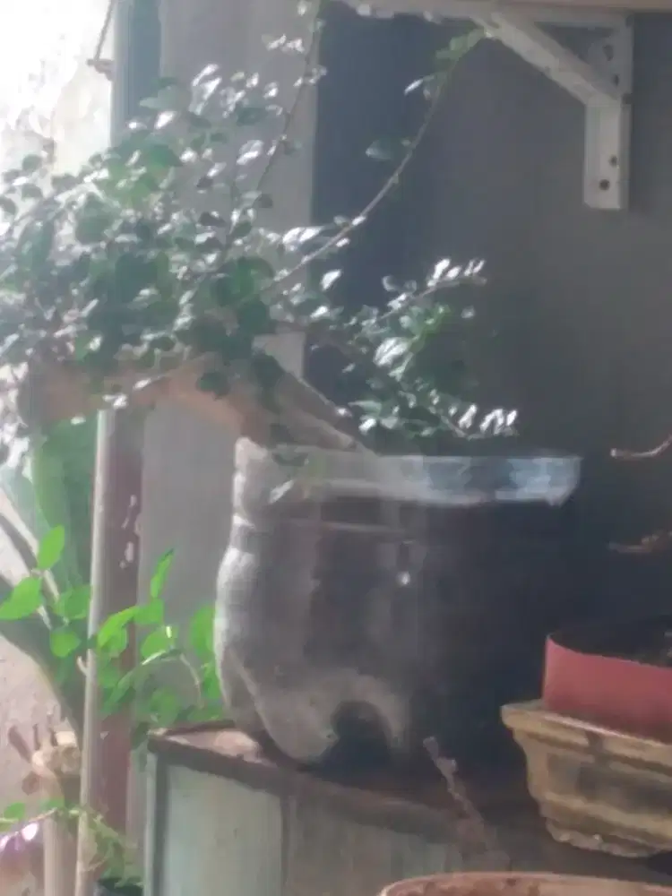 Bonsai bahan serut batang besar