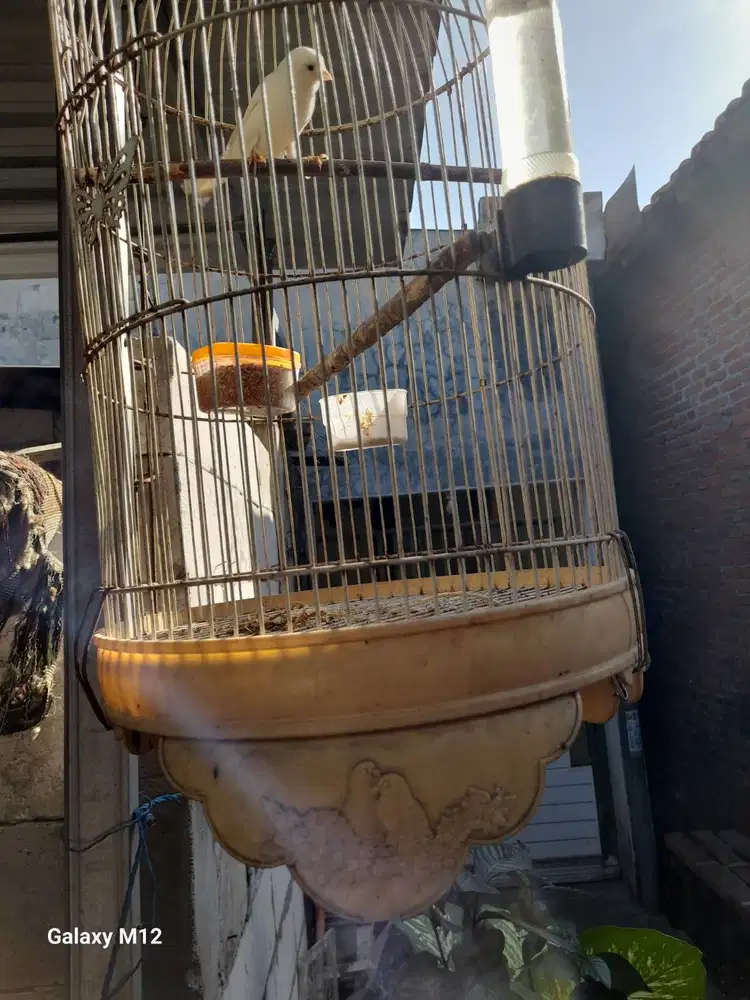 Burung kenari loper