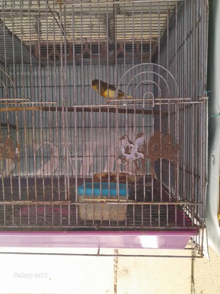Burung kenari betina