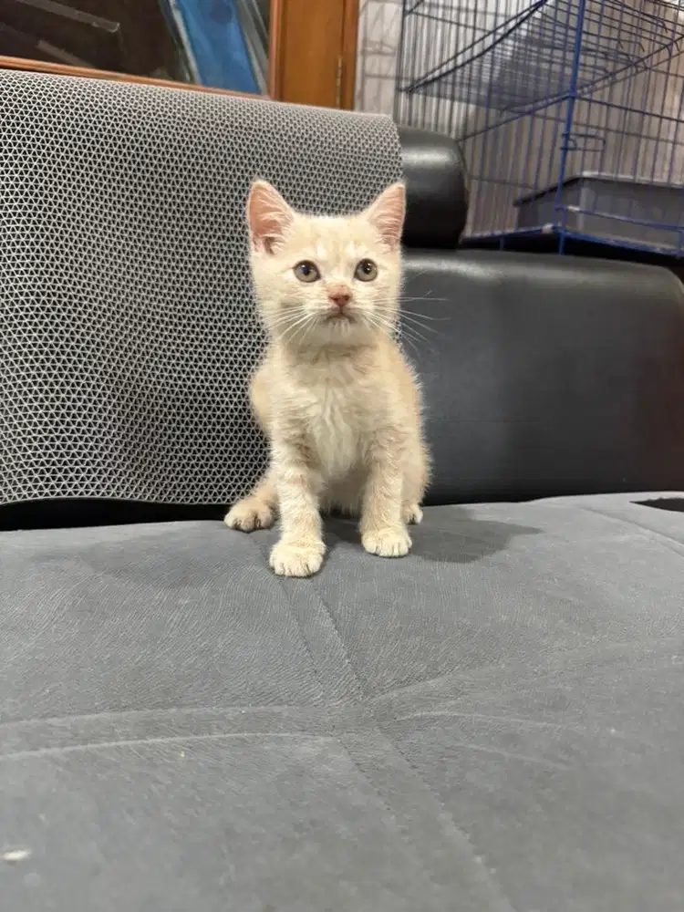 Kucing Kitten British Shorthair Jantan umur 2bulan Warna Van Cream