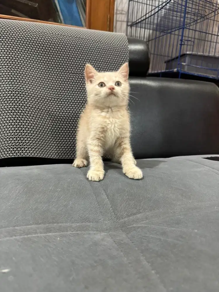 Kucing Kitten British Shorthair Jantan Warna Van Cream BSH umur 2bln