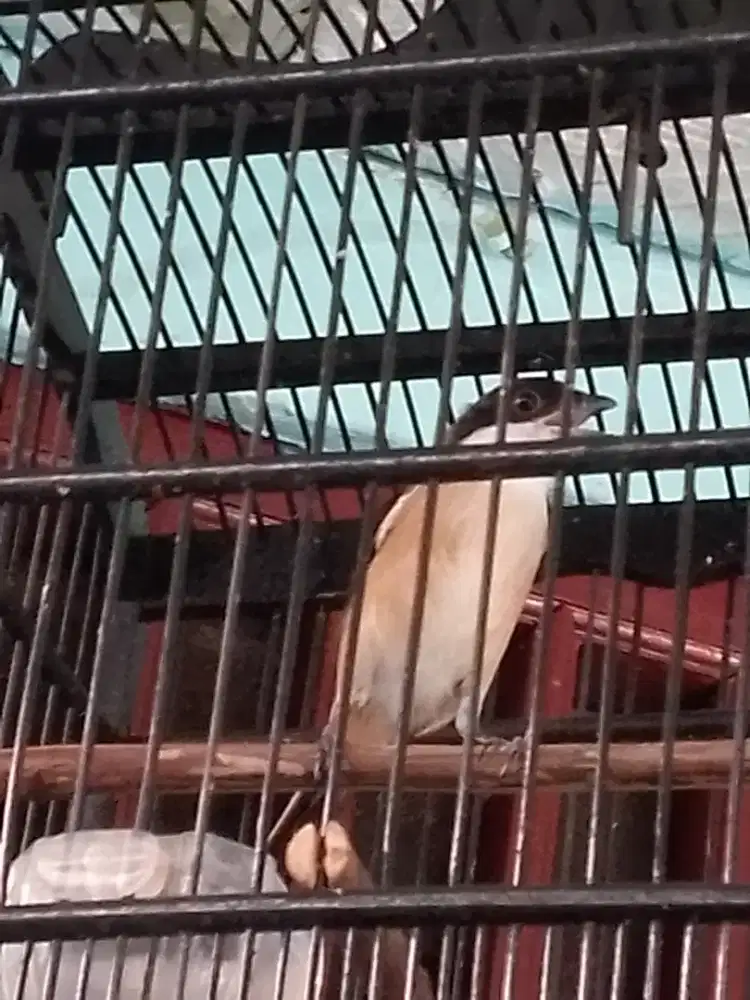 Pentet fullset burung panjang bisa dikirim 2