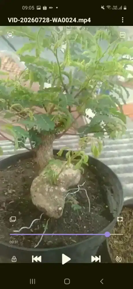 Bonsai asam jawa batang unik