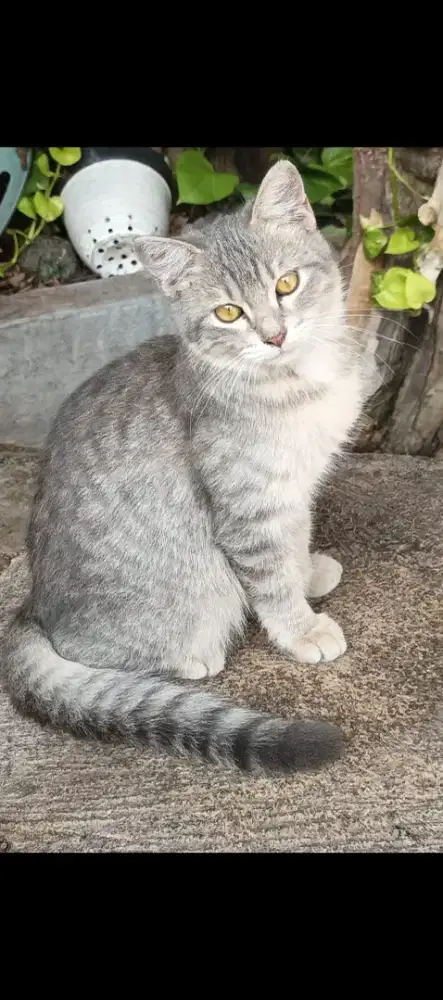 Open adopsi kucing mixdom jantan