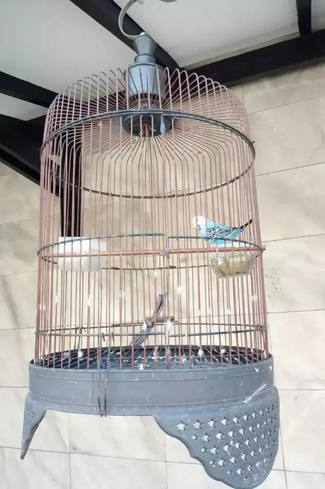Jual burung parkit berbunyi
