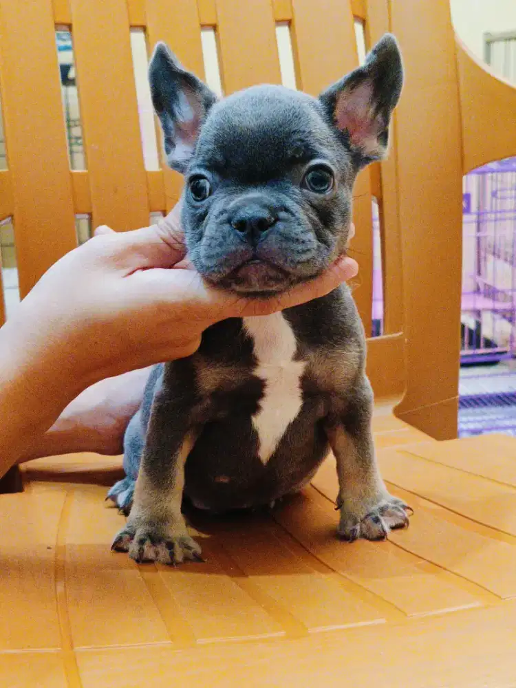 French buldog exotic colour