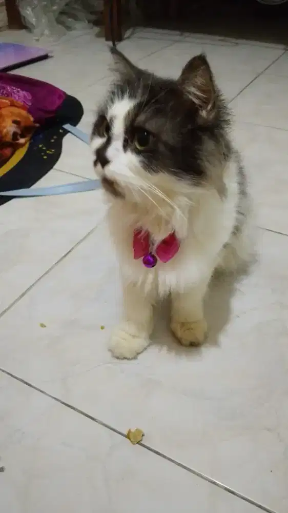 Induk kucing Persia medium