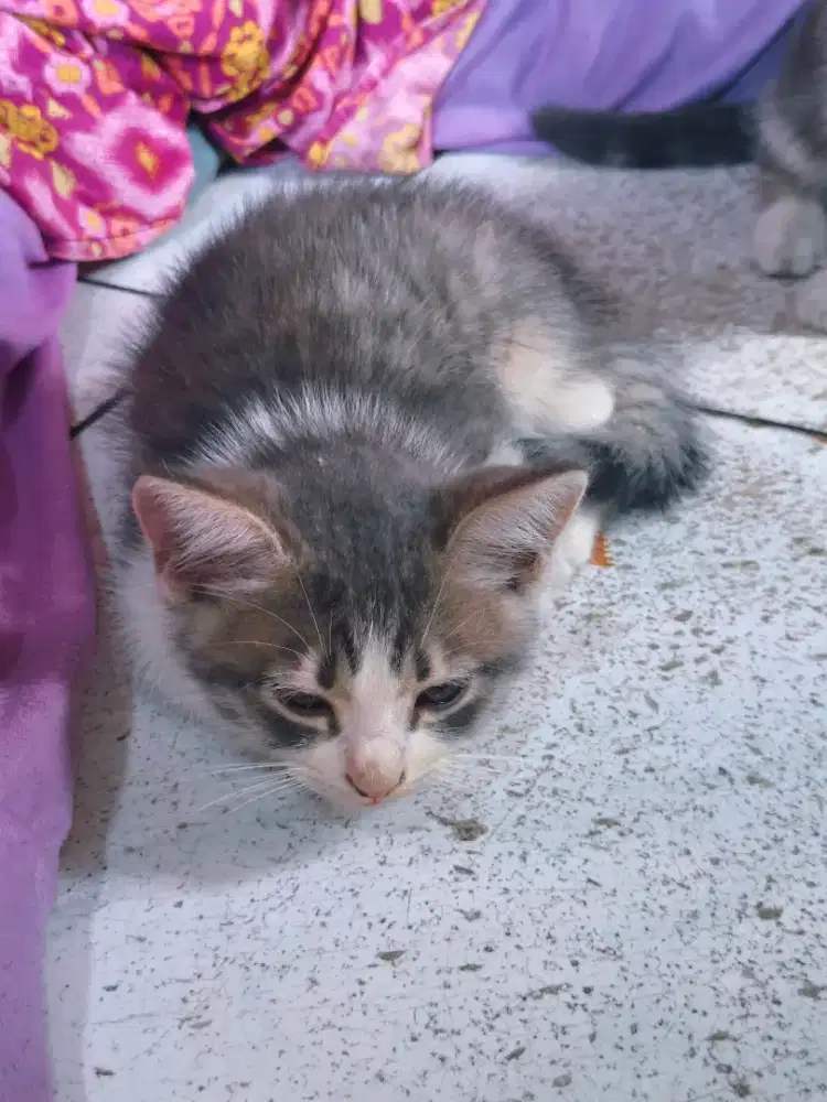 Anak kucing campuran persia