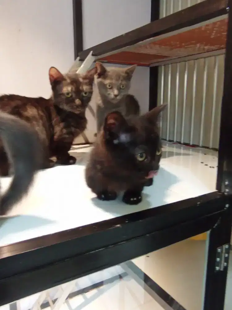 Munchkin indukan bawa anak 4 ekor
