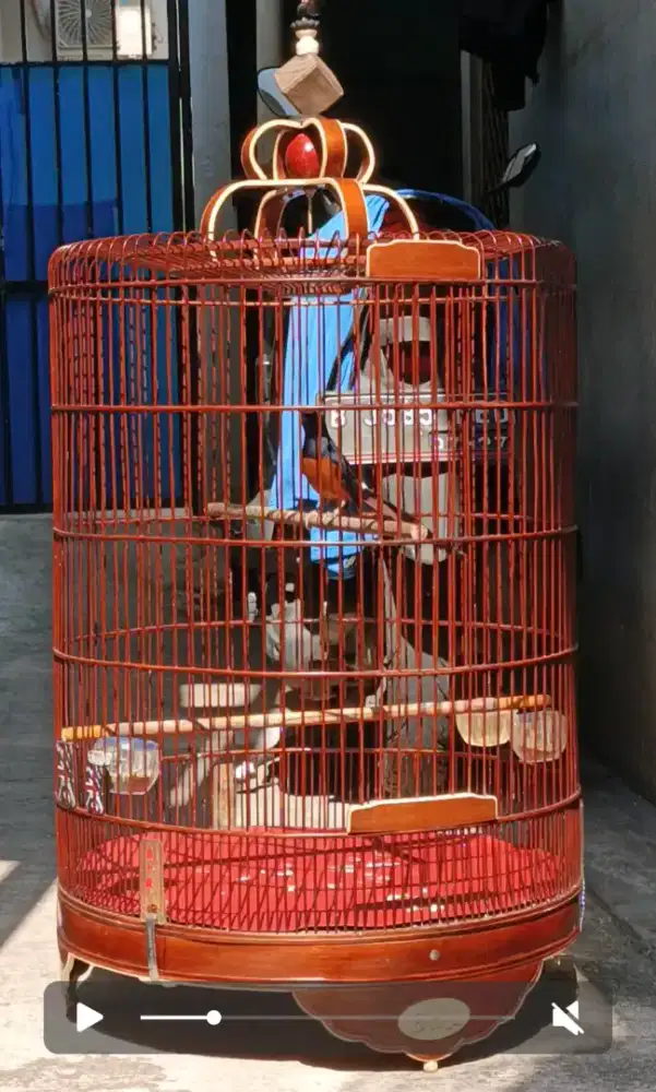 Murai Batu mapan