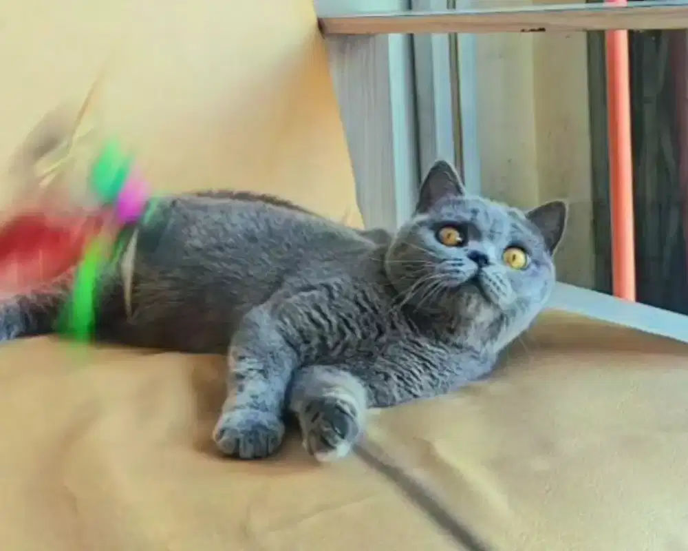British Shorthair (BSH) betina junior