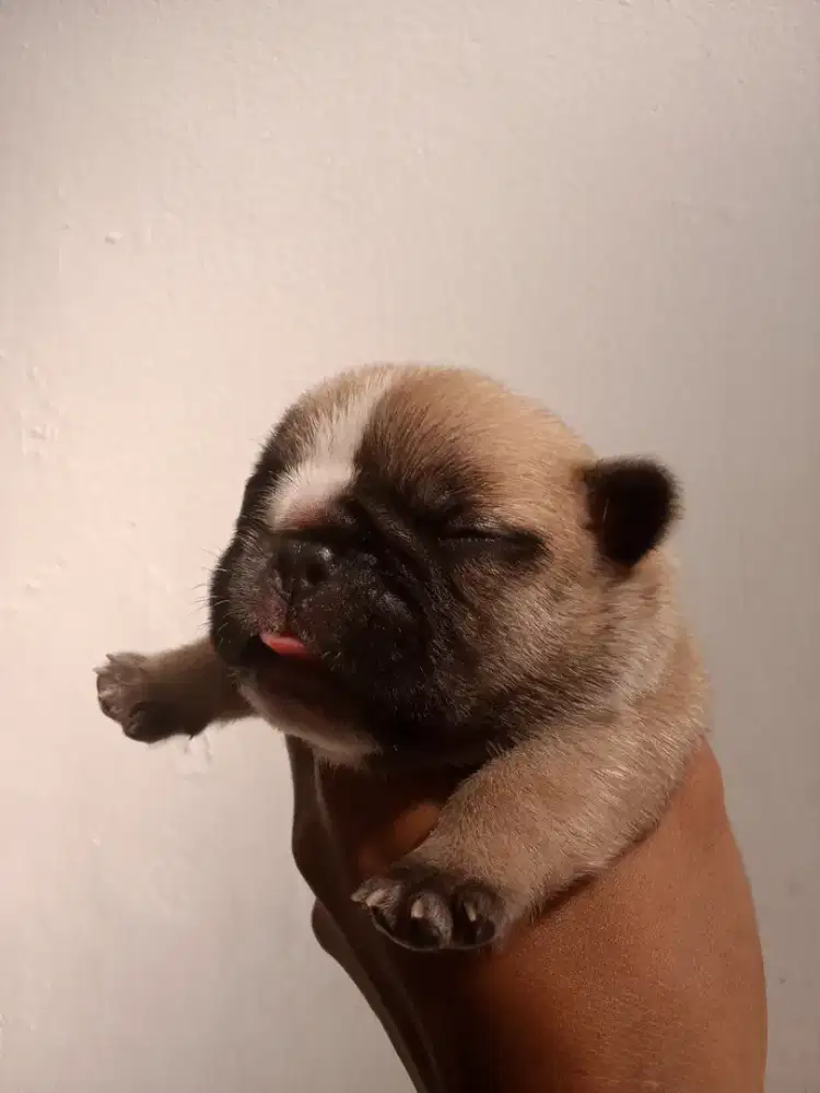 French Bulldog Open Booking