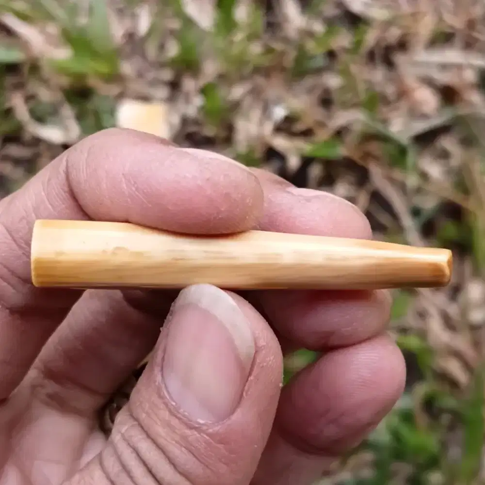 Piprok panjang 5.3cm