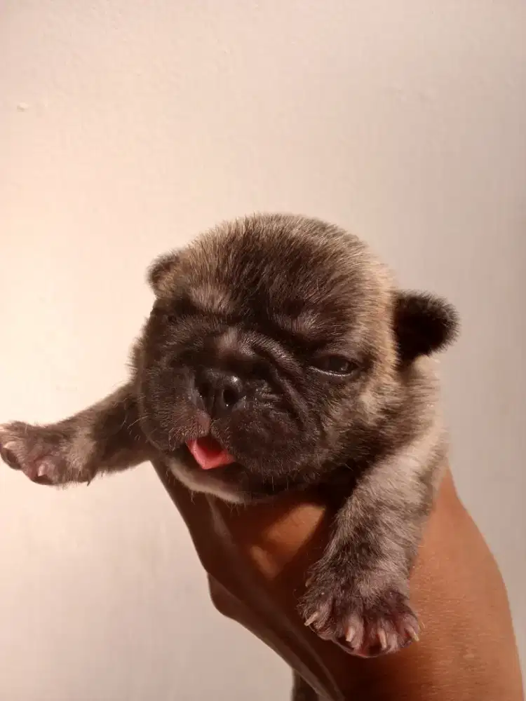 French Bulldog jantan