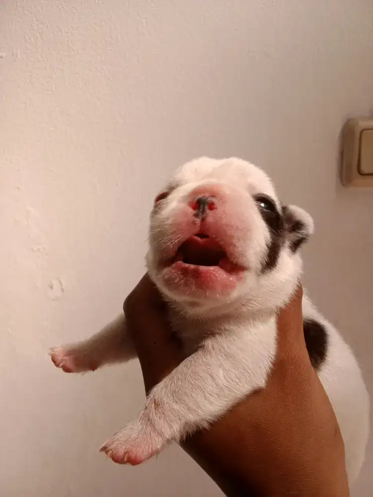 French Bulldog jantan