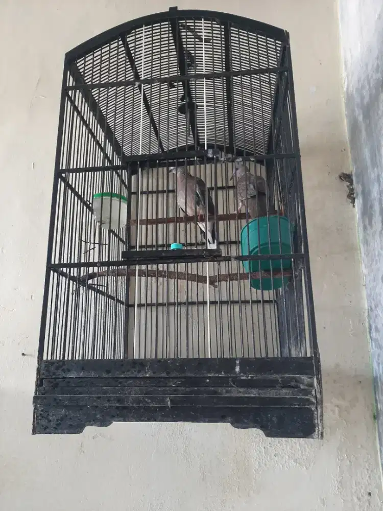 Sepasang derkuku dewasa siapan