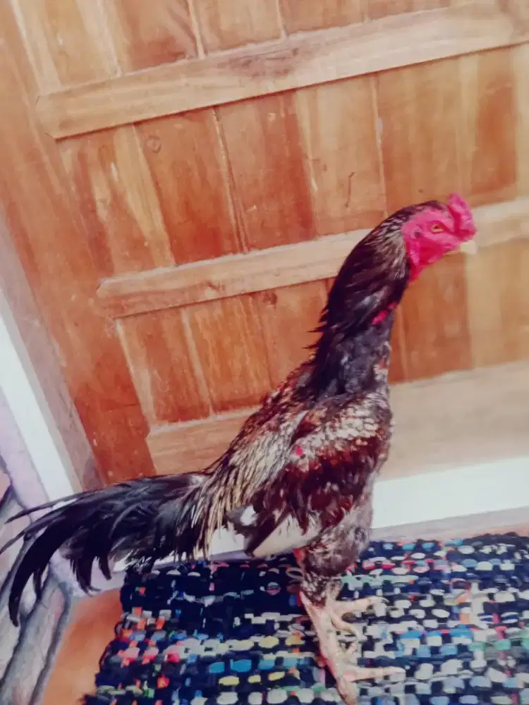 Ayam aseel batik murah Monggo