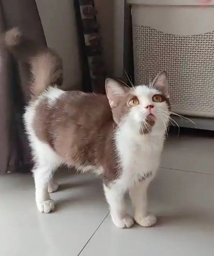 BSH Munchkin Non Standard (NS) Bico Cinnamon Jantan