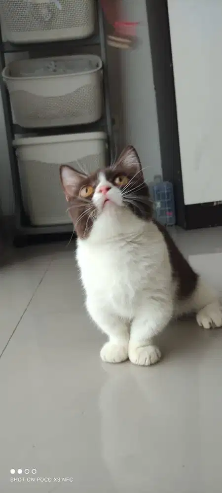 BSH Munchkin Betina