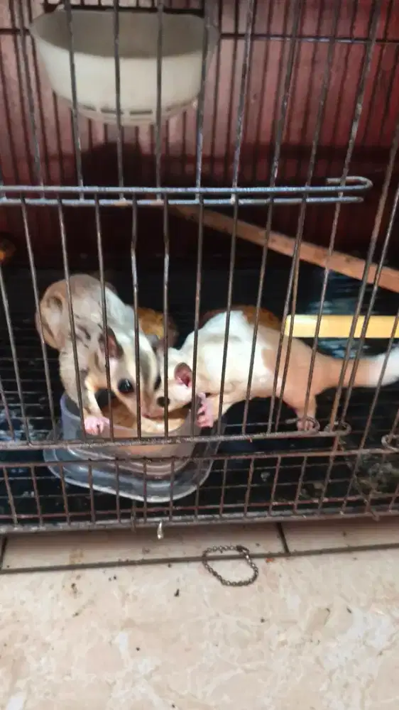 Sugar glider sepasanv