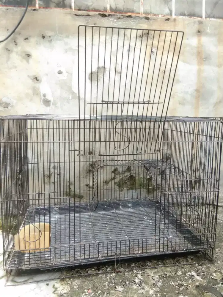 Kandang kotak ternak