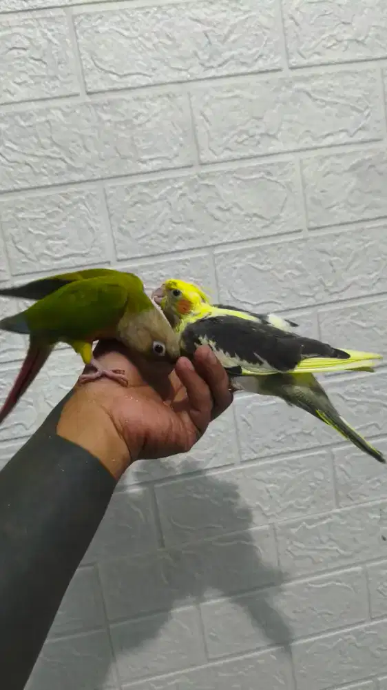 Anakan Burung falk cockatile
