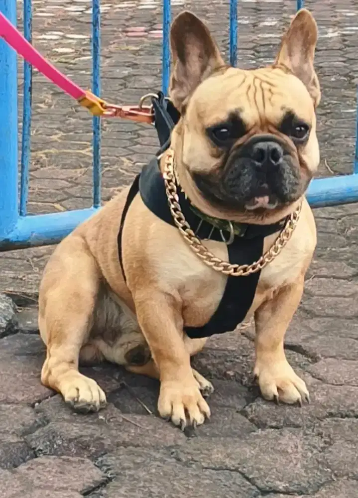 French Bulldog jantan super big dan kekar ,body padet