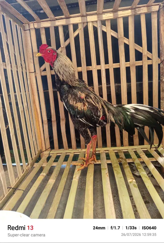 Ayam kampung masih ada turunan mangon usia muda, alhamdulillah sehat