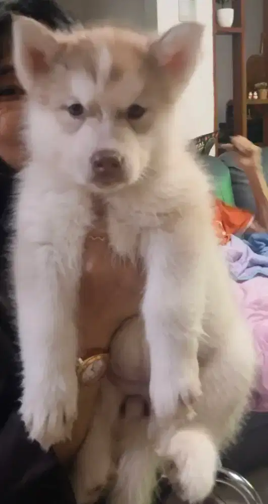 Anjing husky puppies