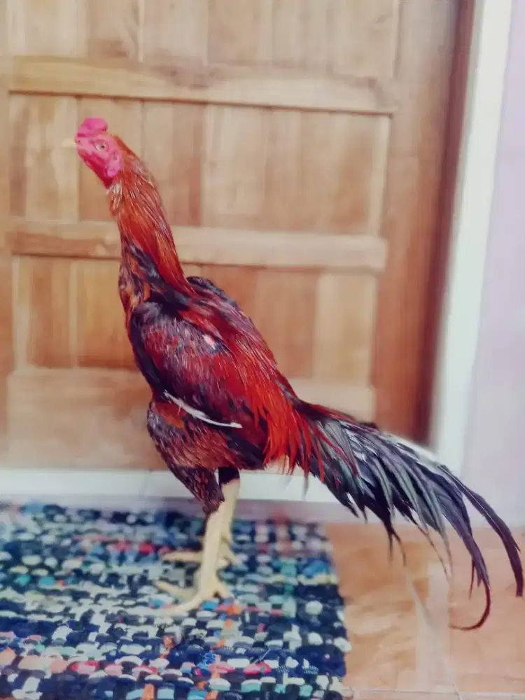 Ayam aseel x ekor lidi Thailand muda mantap murah