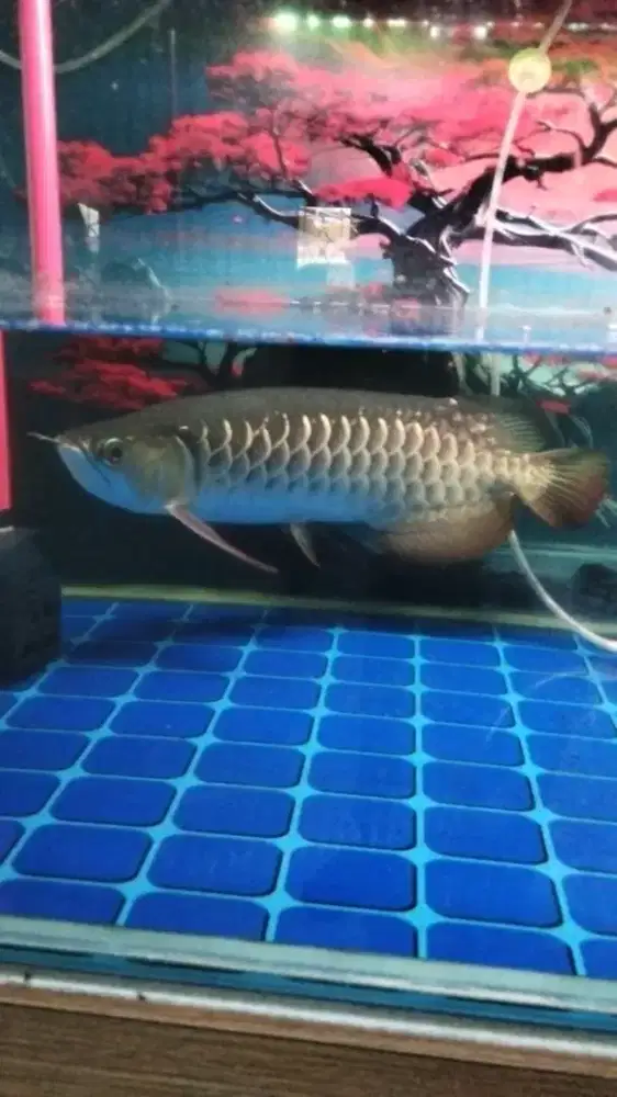 golden red lengkap serti size 35 cm