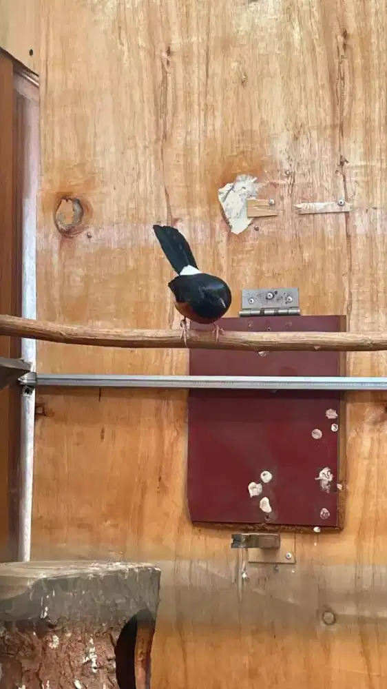 Burung murai betina ring, umur 1 tahun
