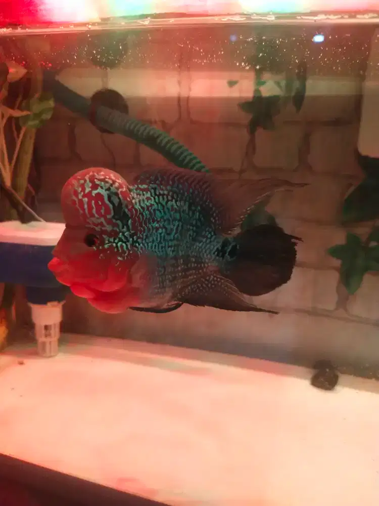 Ikan Louhan SRD