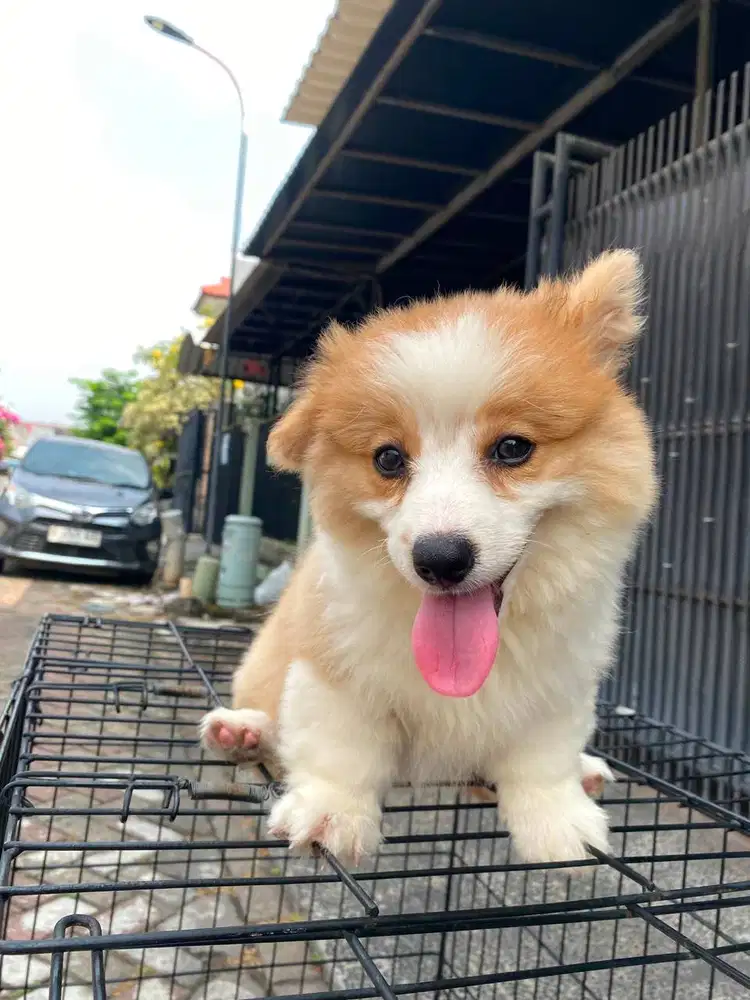 Dijual Anak Puppy Corgi Long Hair Betina Female Sable White Stambum