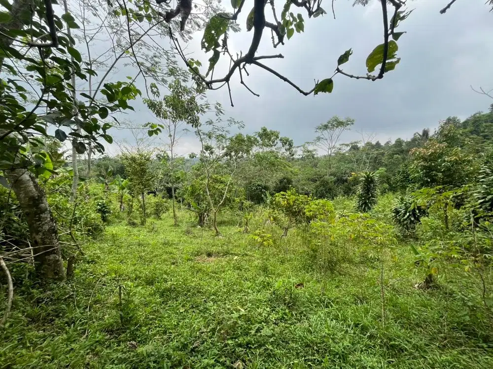 dijual tanah kebun siap pakai