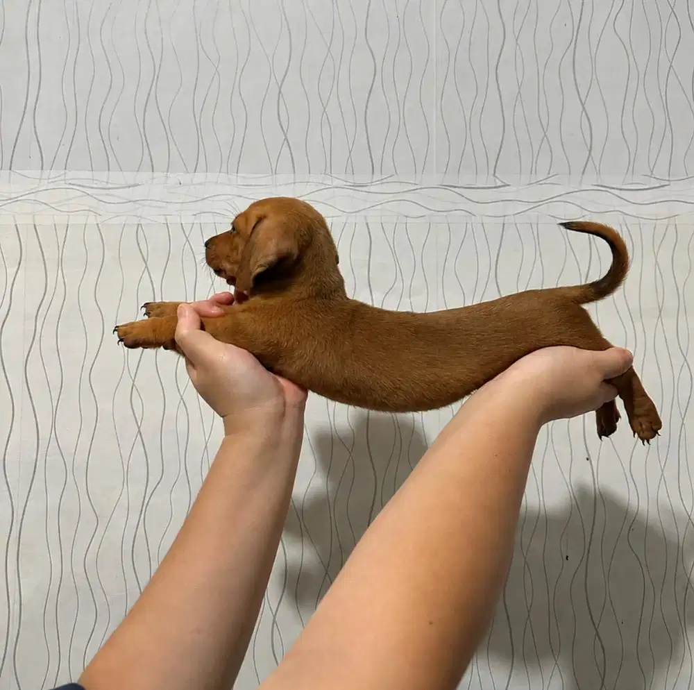 ANJING DASCHUND TEKEL