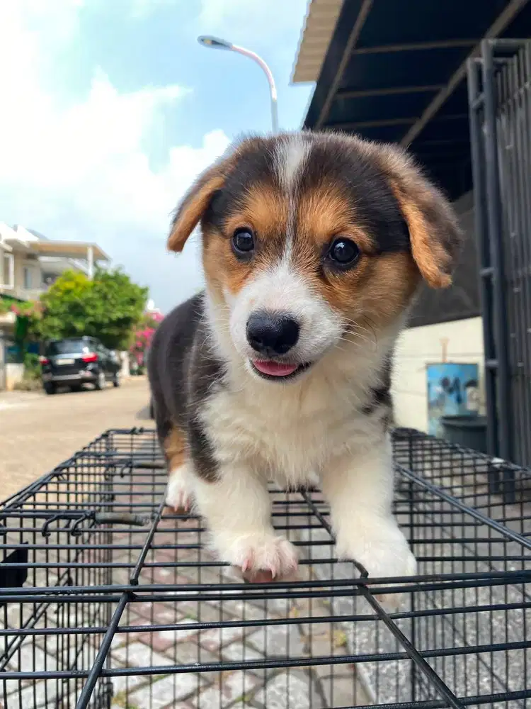 Dijual Anak Puppy Corgi Short Hair Tri Color Betina Female Stambum