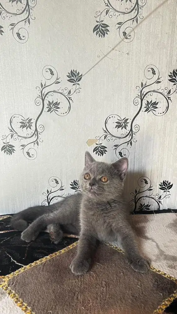 Kitten BSH betina 2,5 bulan
