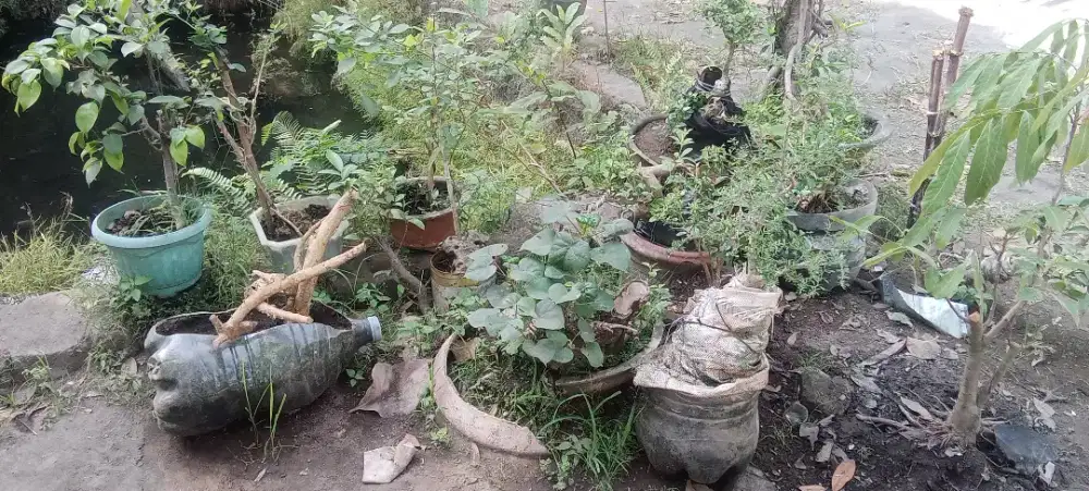 Aneka bahan bonsai