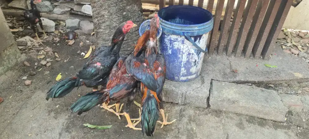 Jual cepat Borongan 6 ekor ayam trah aduan