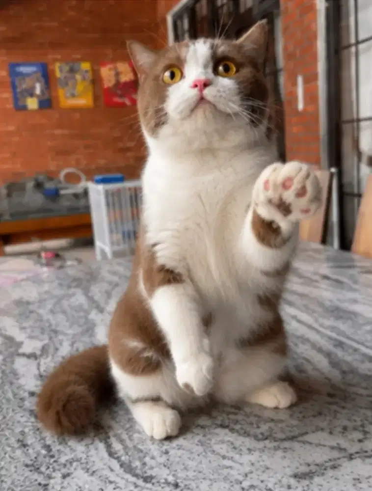 British shorthair cinamon bicolor ped ica