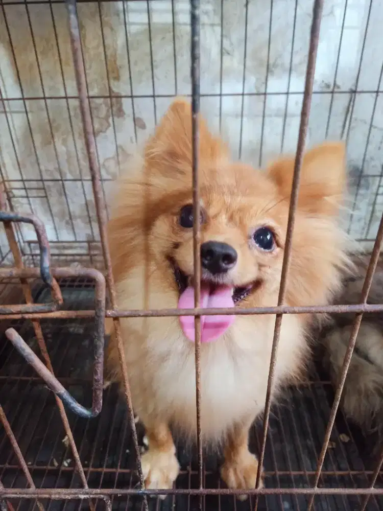 Mini pom betina untuk 16 bulan