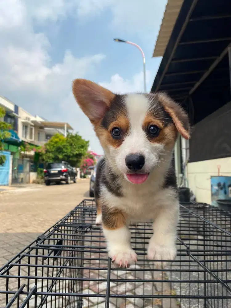 Dijual Anak Puppy Corgi Short Hair Tri Color Betina Female Stambum